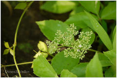 Cayratia trifolia